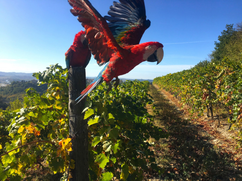 VIDEO - Volano i pappagalli in vigna: «Dobbiamo aprire il nostro territorio al mondo»